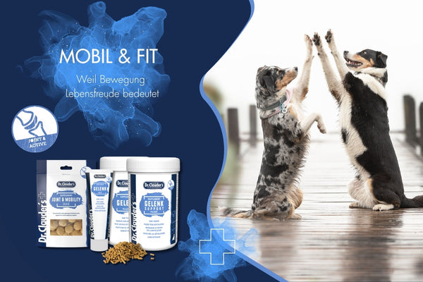 Gelenke von Hund und Katze unterstützen – mit Dr.Clauder´s Mobil & Fit