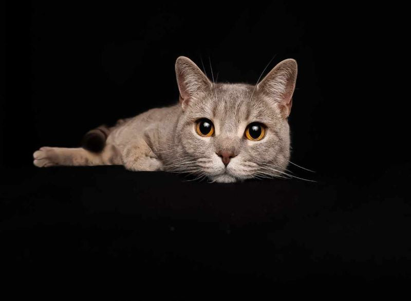 In Szene gesetzt: Das perfekte Zungenfoto Deiner Katze