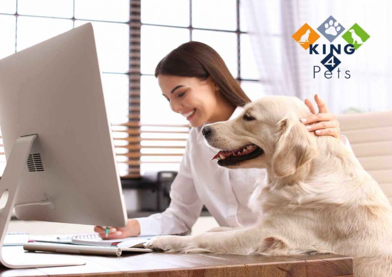 King4Pets Online-Shop