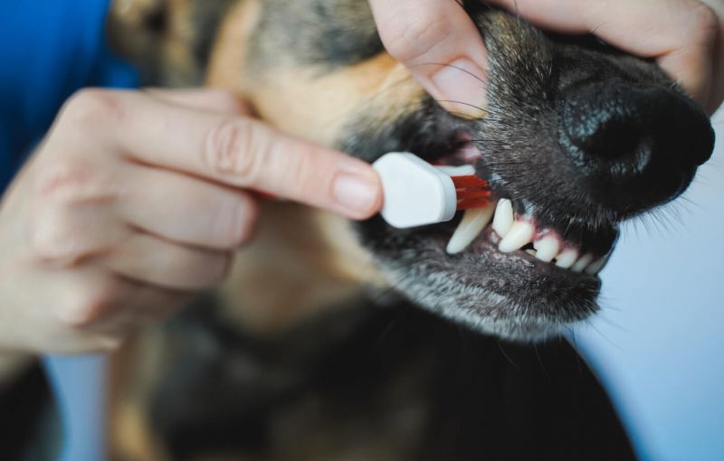 Zähneputzen beim Hund