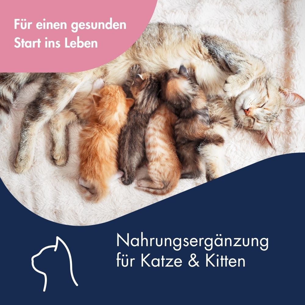 Kittenmilch+ 7