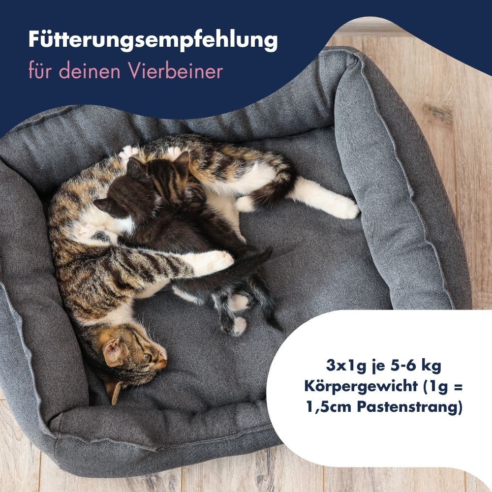 Katze Kätzchen Emulsion 13