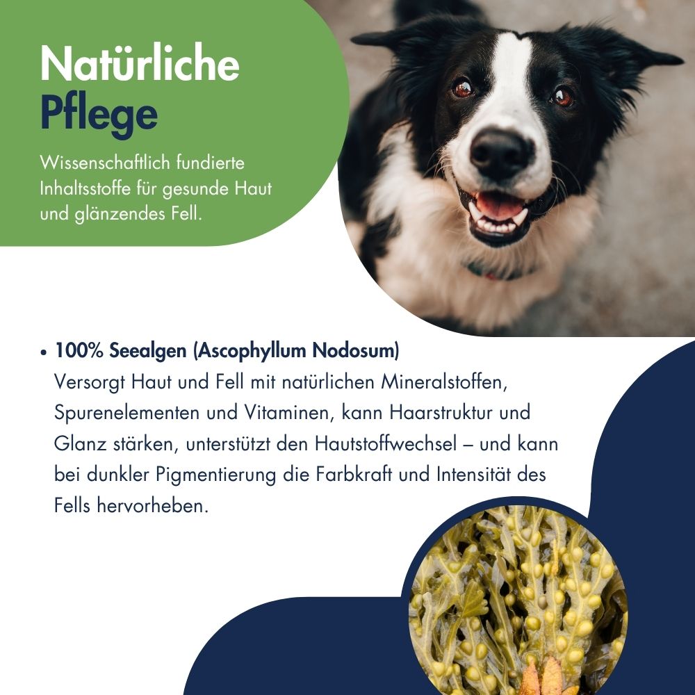 Pigment Aktiv Algosan 11