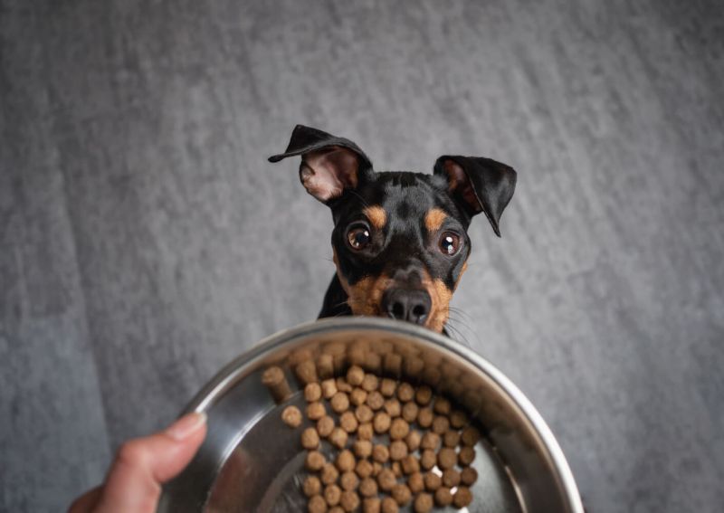 Futtermittelunvertrglichkeit oder Allergie beim Hund  Dr.Clauder  solutions for pets GmbH
