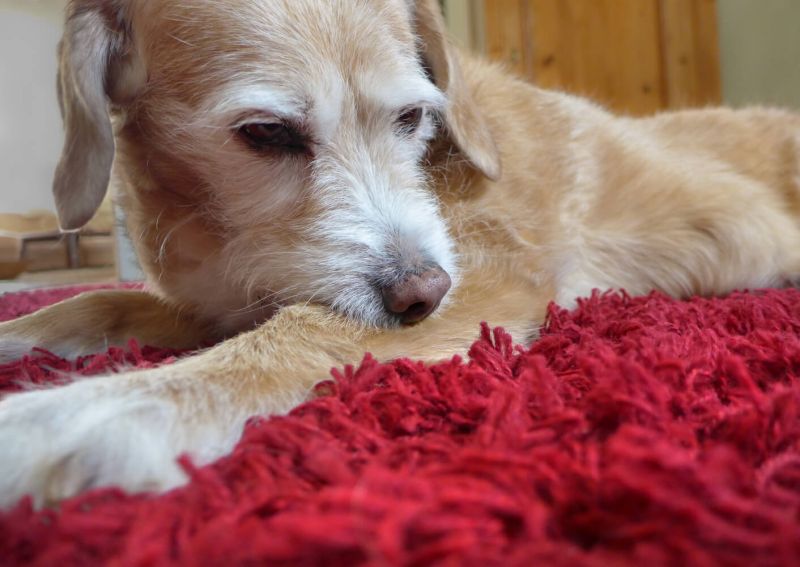 Futtermittelunvertrglichkeit oder Allergie beim Hund  Dr.Clauder  solutions for pets GmbH