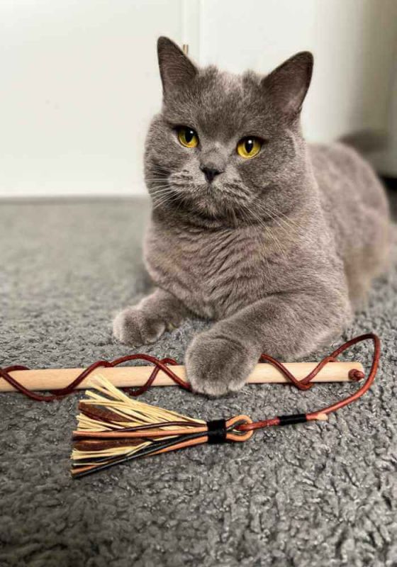 diy cat fishing pole 10PCS Worm Toy for Cats, Cat Wand Toy Accessories, Cat Feather Toy Attachments Replacements, and 1PC Black String for Cat Toy, Assorted Worm Cat Toy Teaser for Indoor How to make a fishing