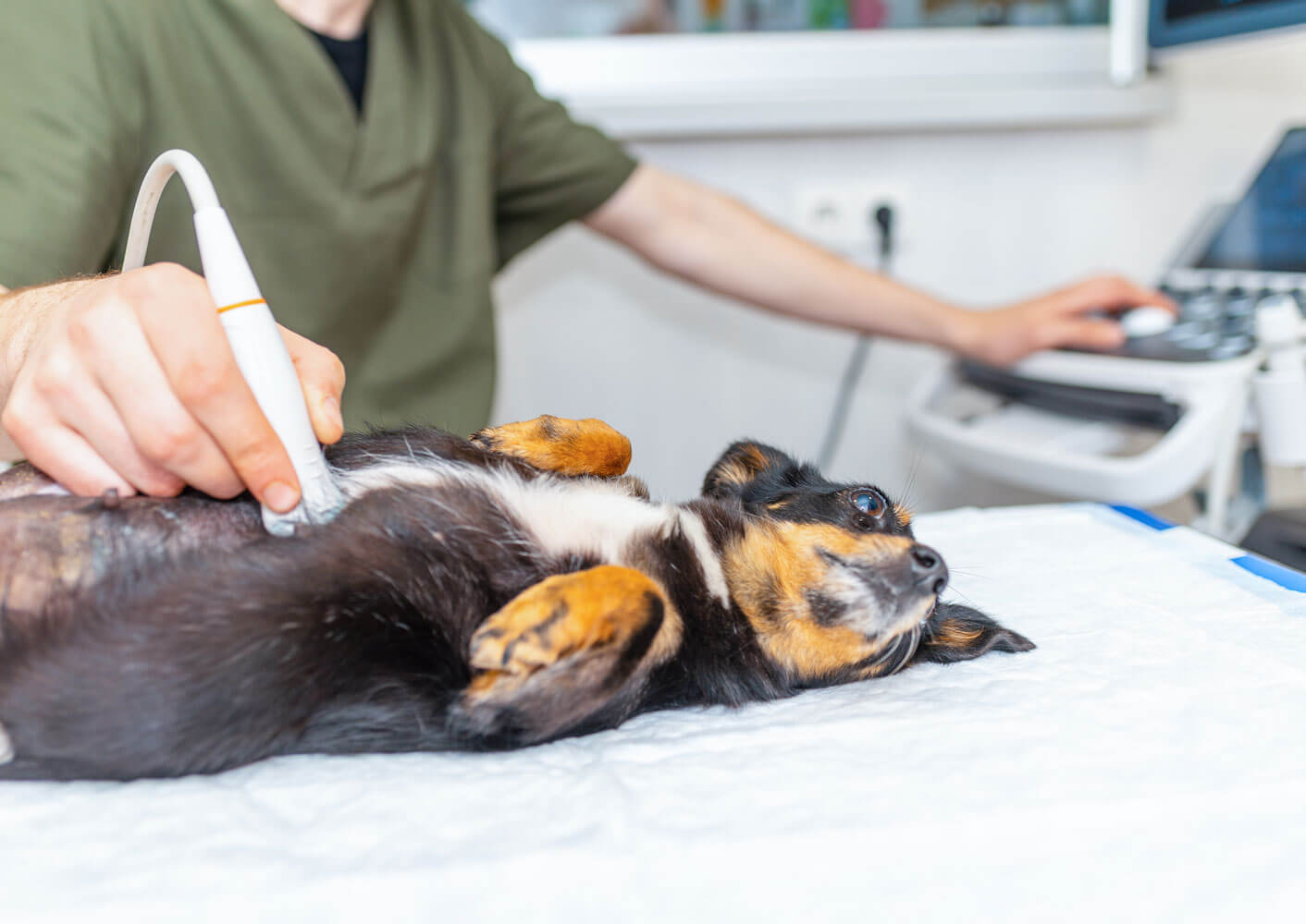 Tierarzt macht einen Ultraschall bei einer trächtigen Hündin