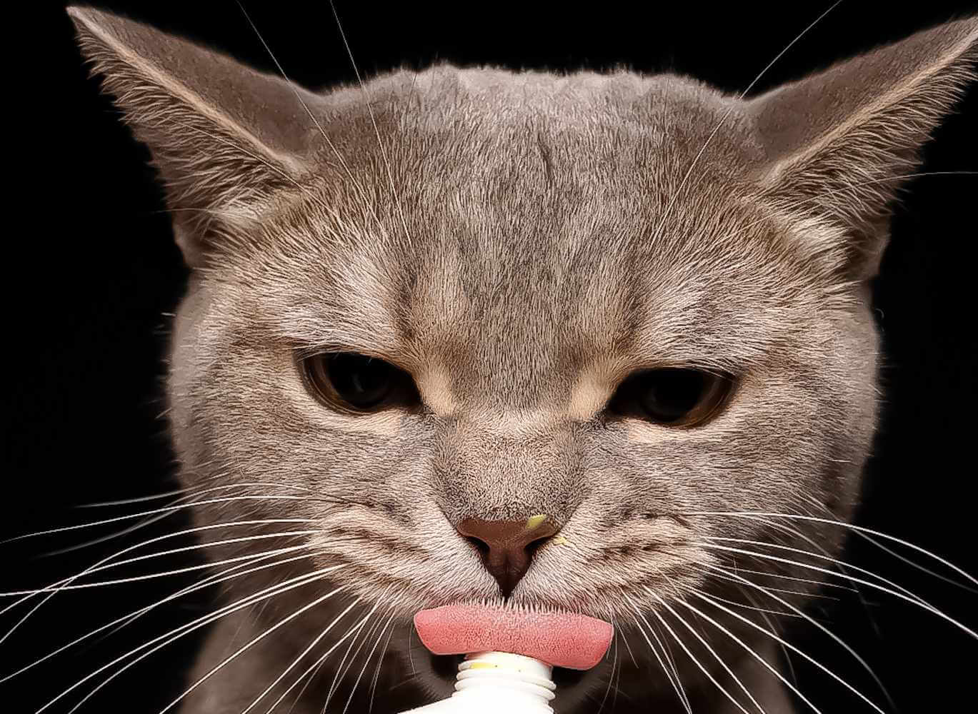 Portrait Zungenfoto einer Katze