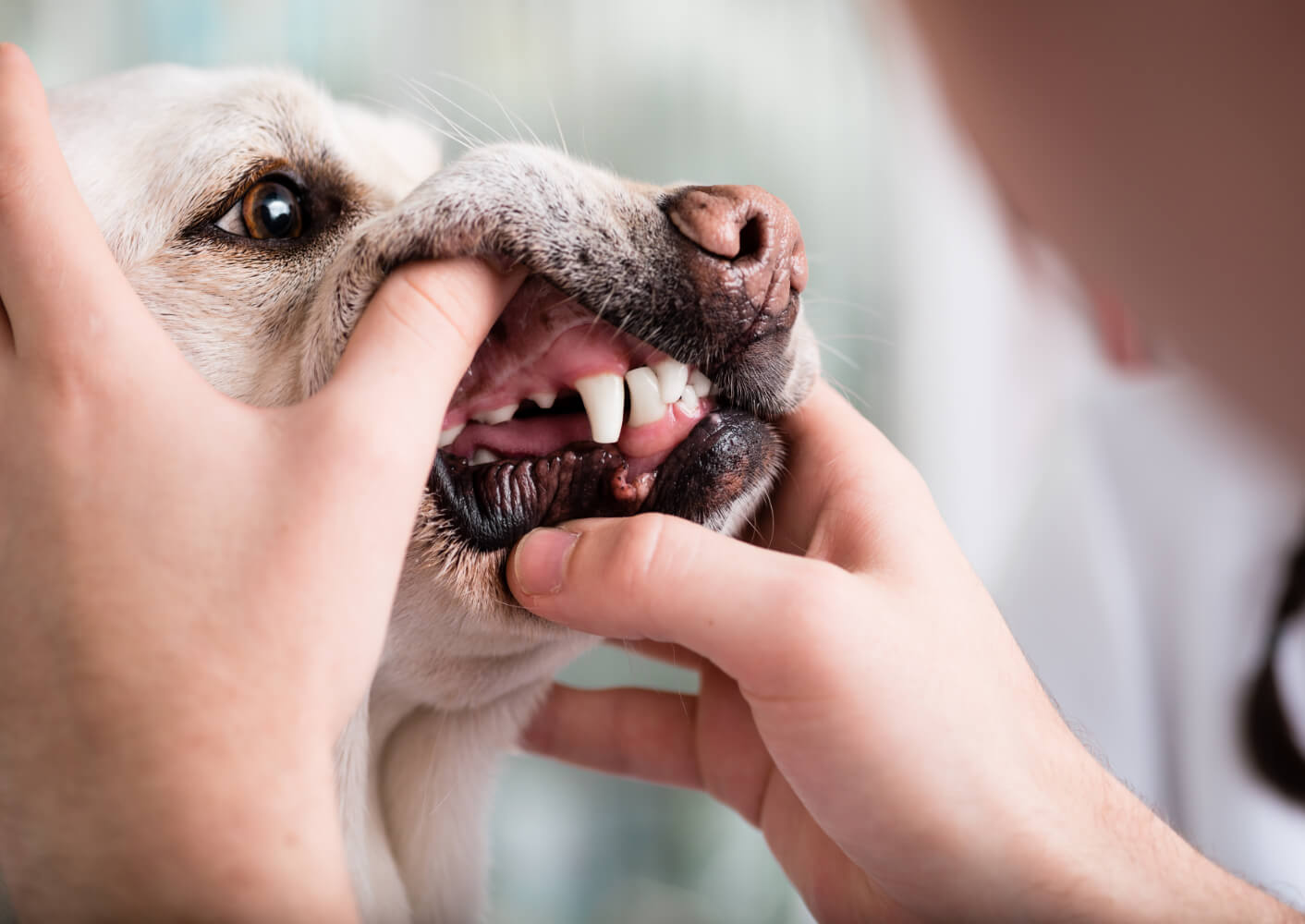 Halter untersucht Zähne und Zahnfleisch des Hundes