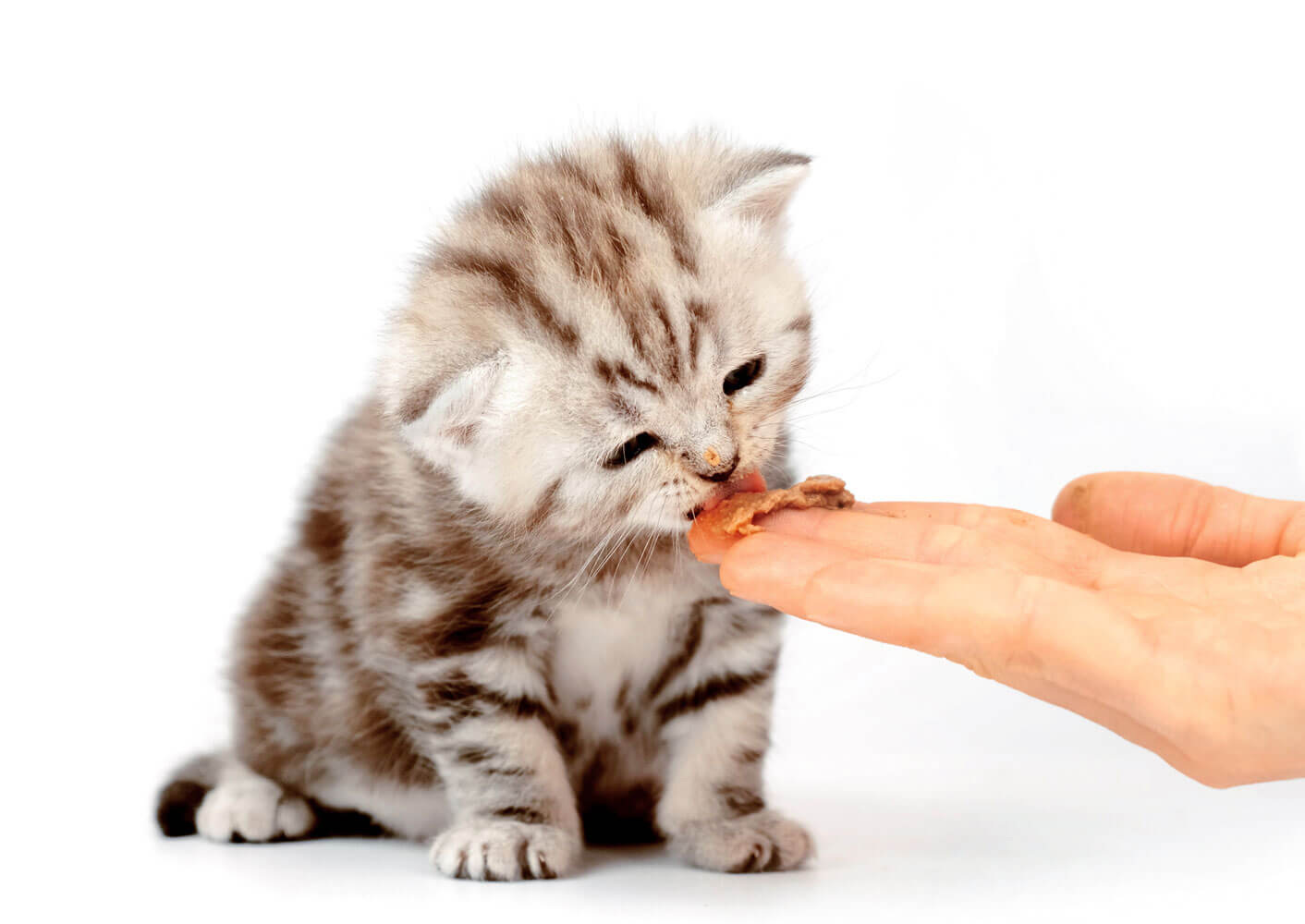 Ein Kätzchen frisst zum ersten Mal  festes Futter