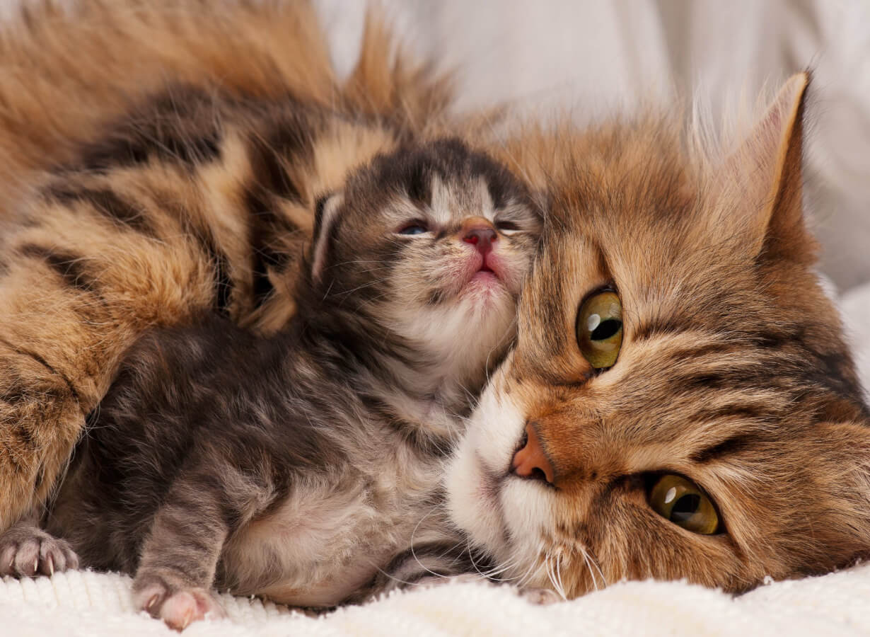 Katze kuschelt mit ihrem Jungen