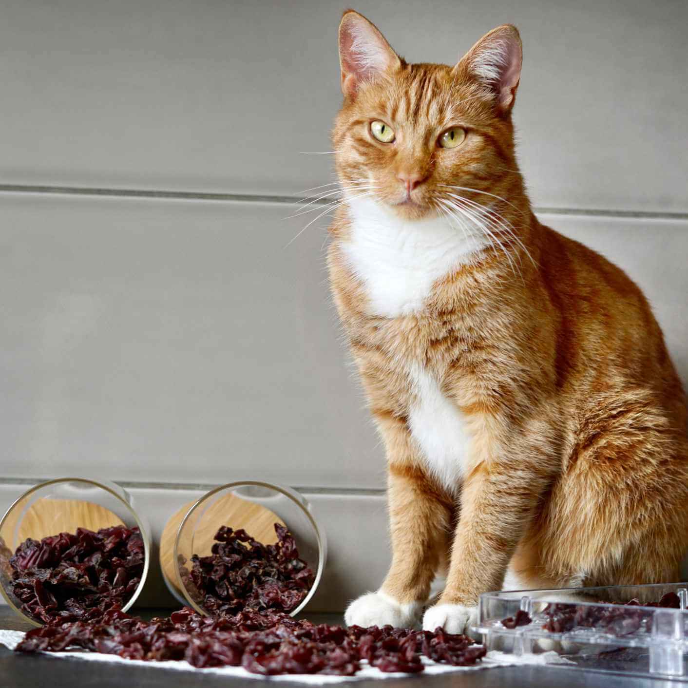 Katze sitzt neben selbstgemachten Dörrsnacks aus Hühnerherzen