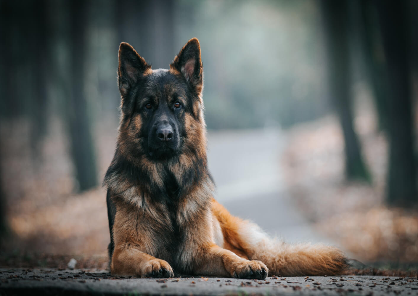 Deutsche Schäferhunde sind anfällig für Gelenkdysplasien in Hüfte und Ellbogen