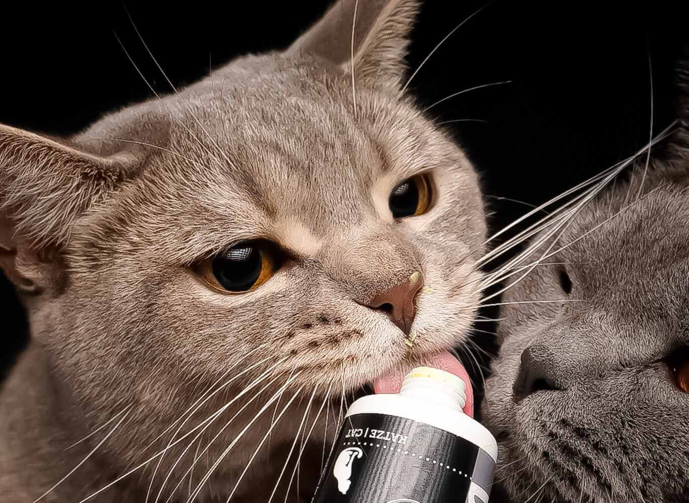 Zwei Katzen schlecken an der Schleckpaste