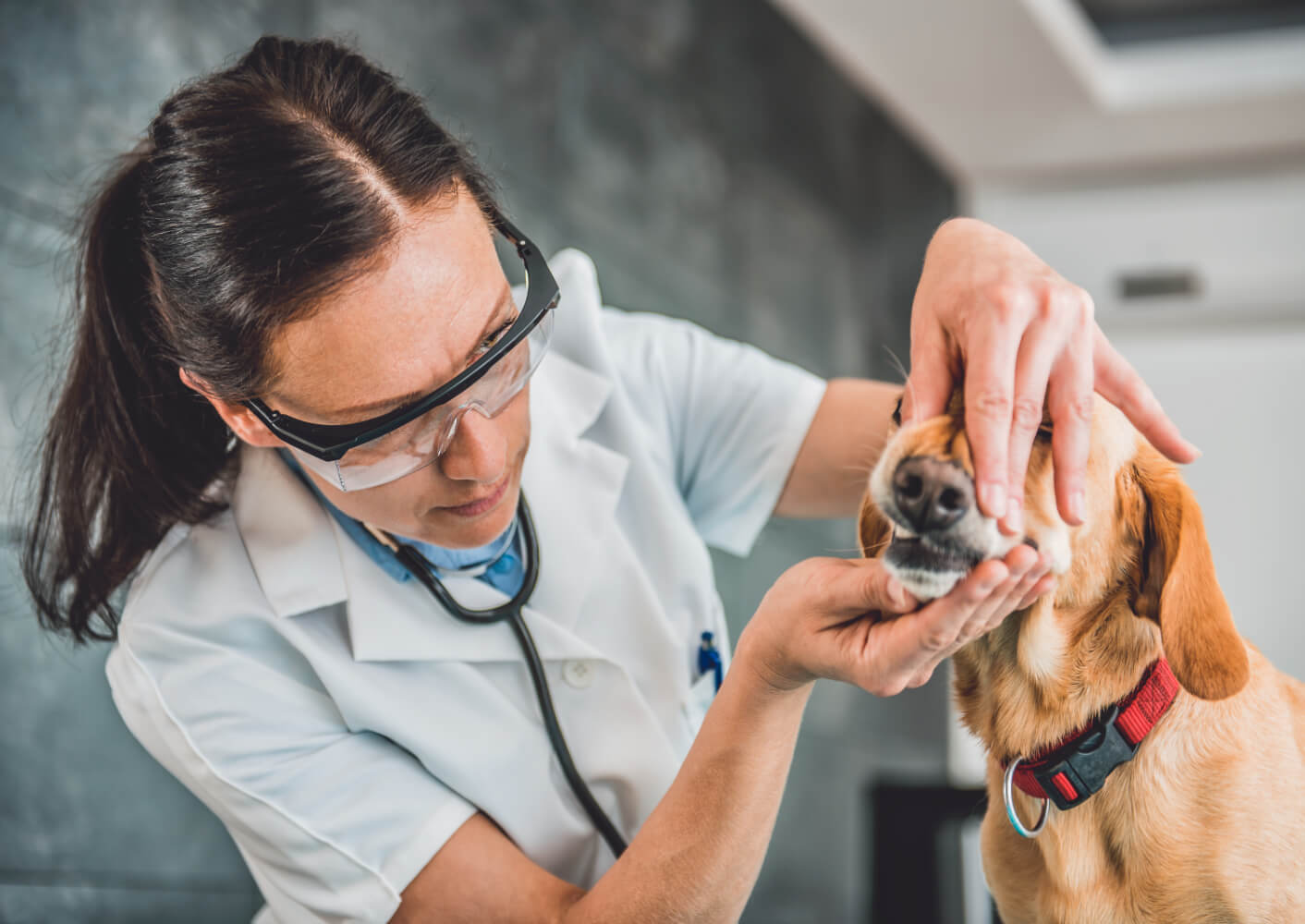 Tierärztin untersucht die Zähne eines Hundes
