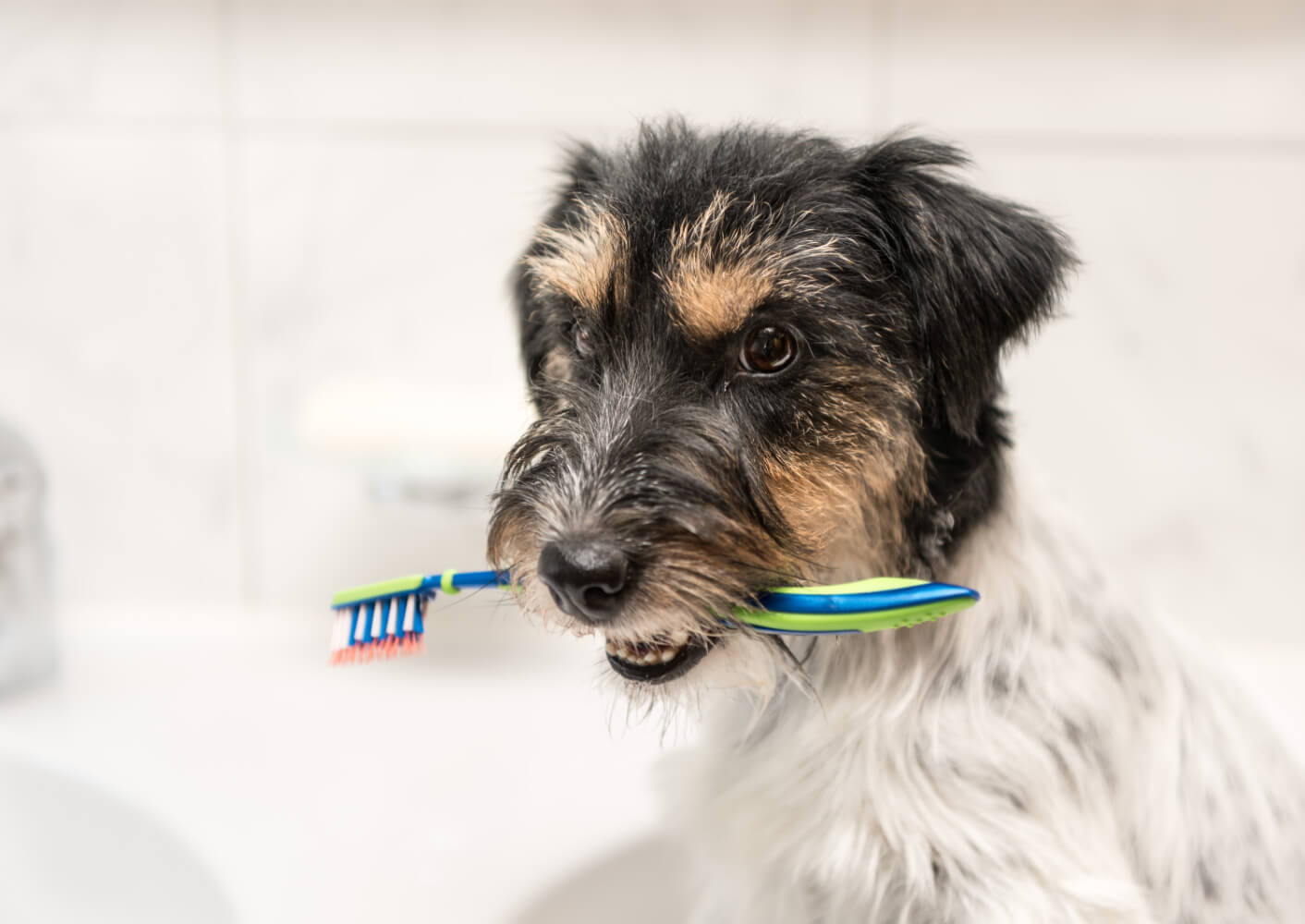 Ein Jack Russel Terrier trägt eine Zahnbürste im Maul.