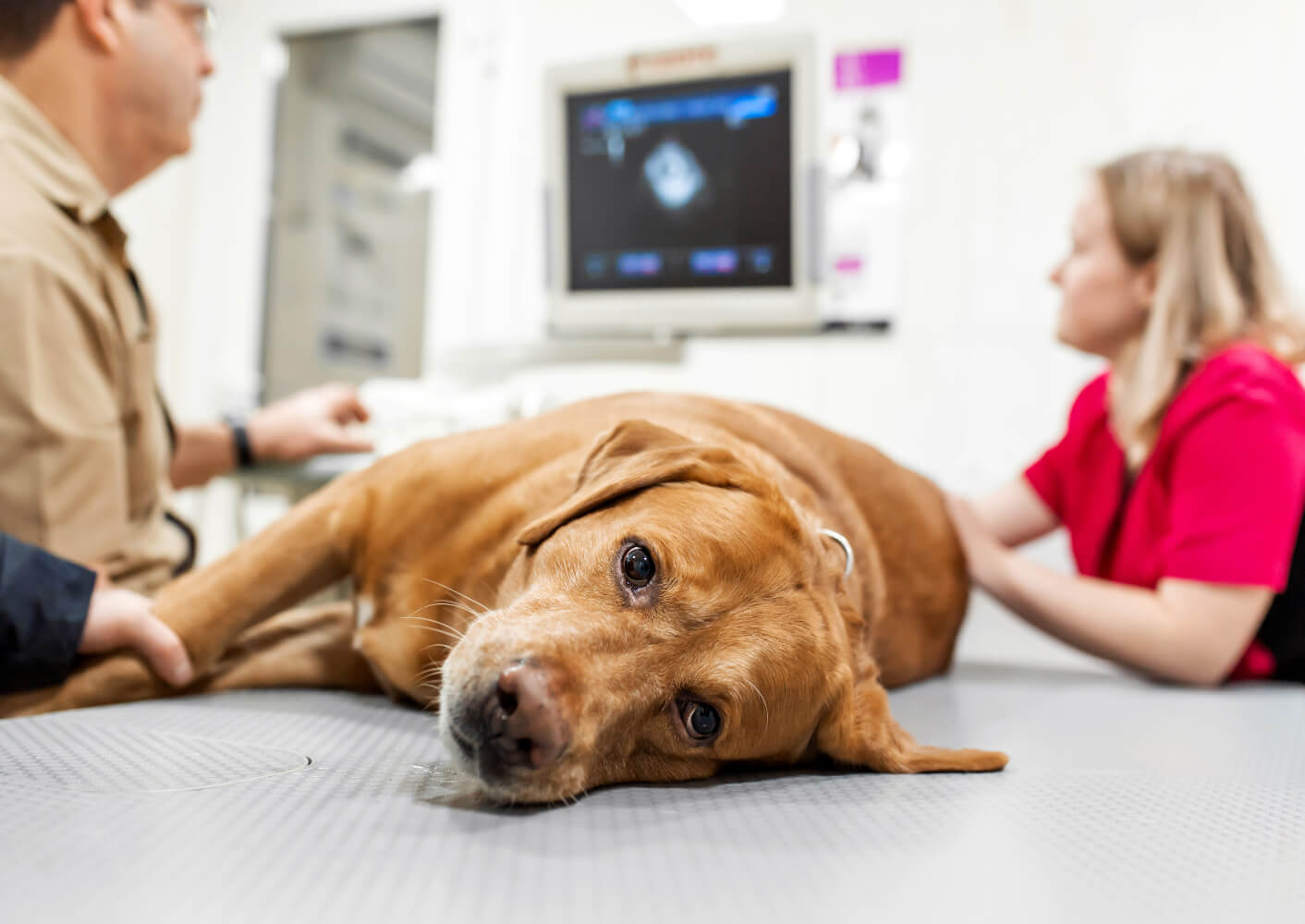 Tierarzt macht einen Ultraschall des Herzens des Labradors
