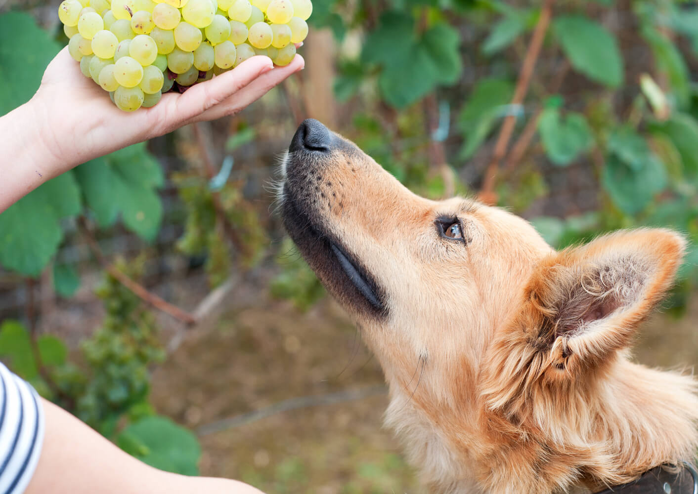 Baskischer Schäferhund riecht an Weintrauben