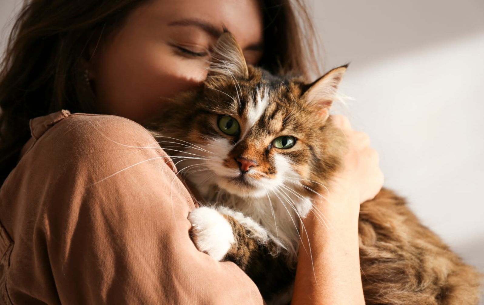 Porträt einer jungen Frau, die eine süße sibirische Katze mit grünen Augen und glänzendem Fell auf dem Arm hält. 