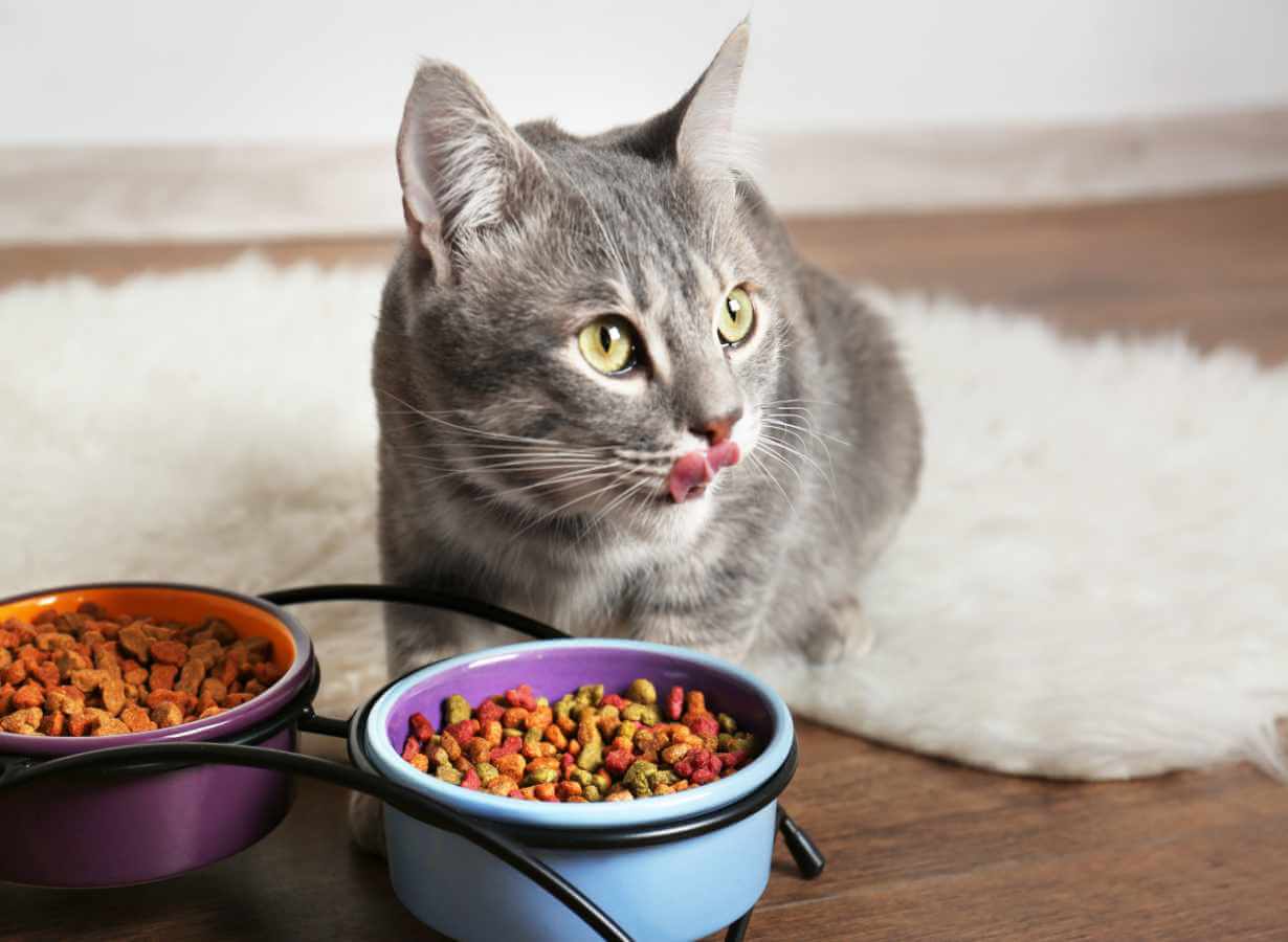 Katze freut sich über Futter im Napf