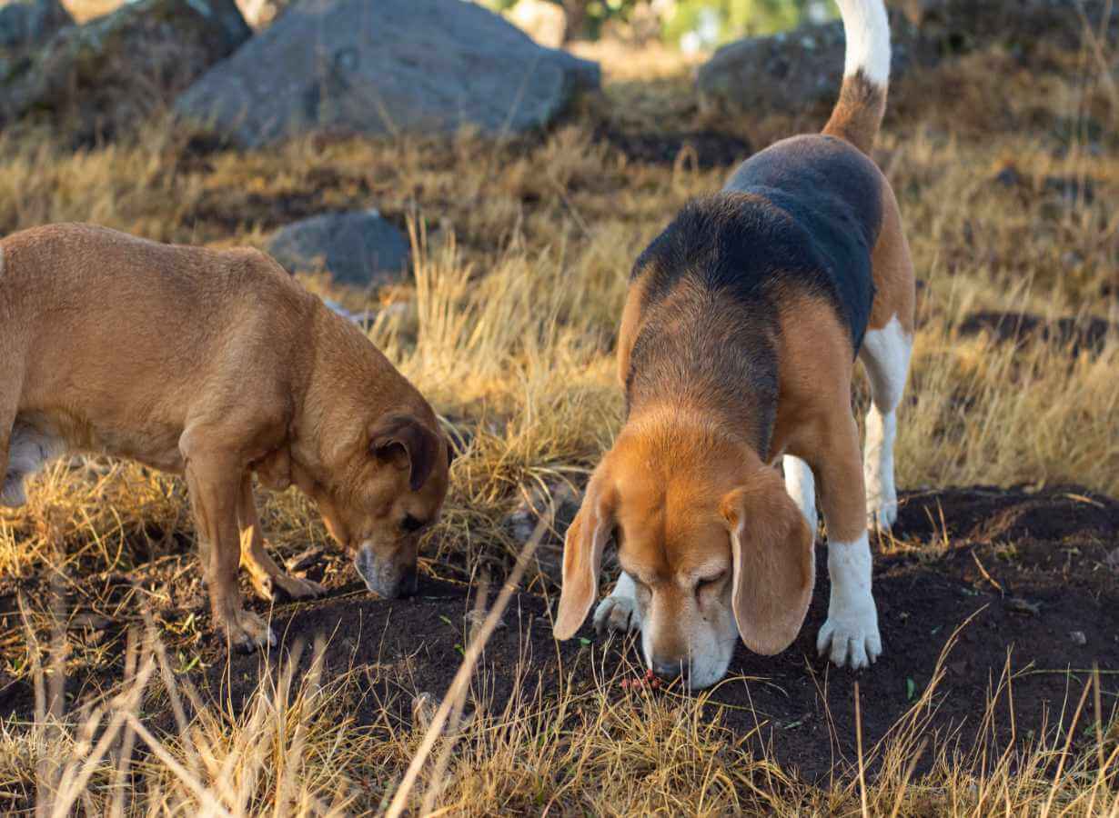 Zwei ältere Hunde schnüffeln am Gras