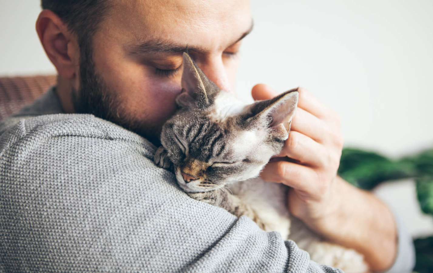 Porträt einer glücklichen Katze mit geschlossenen Augen und einem jungen bärtigen Mann, der sie auf dem Arm haltend streichelt