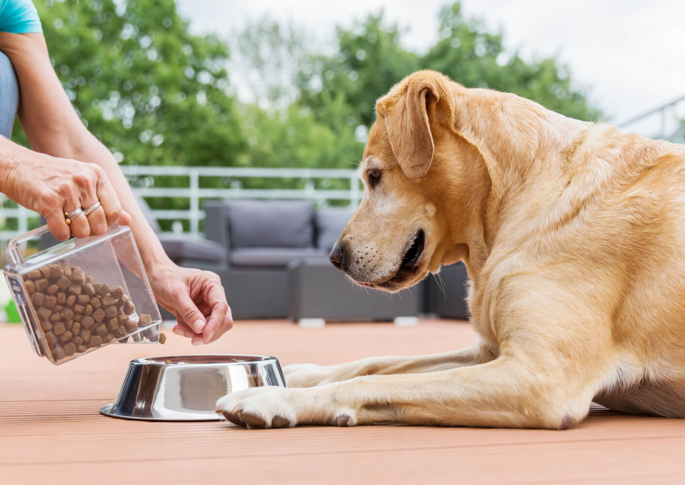 Hund bekommt Trockenfutter auf der Terrasse