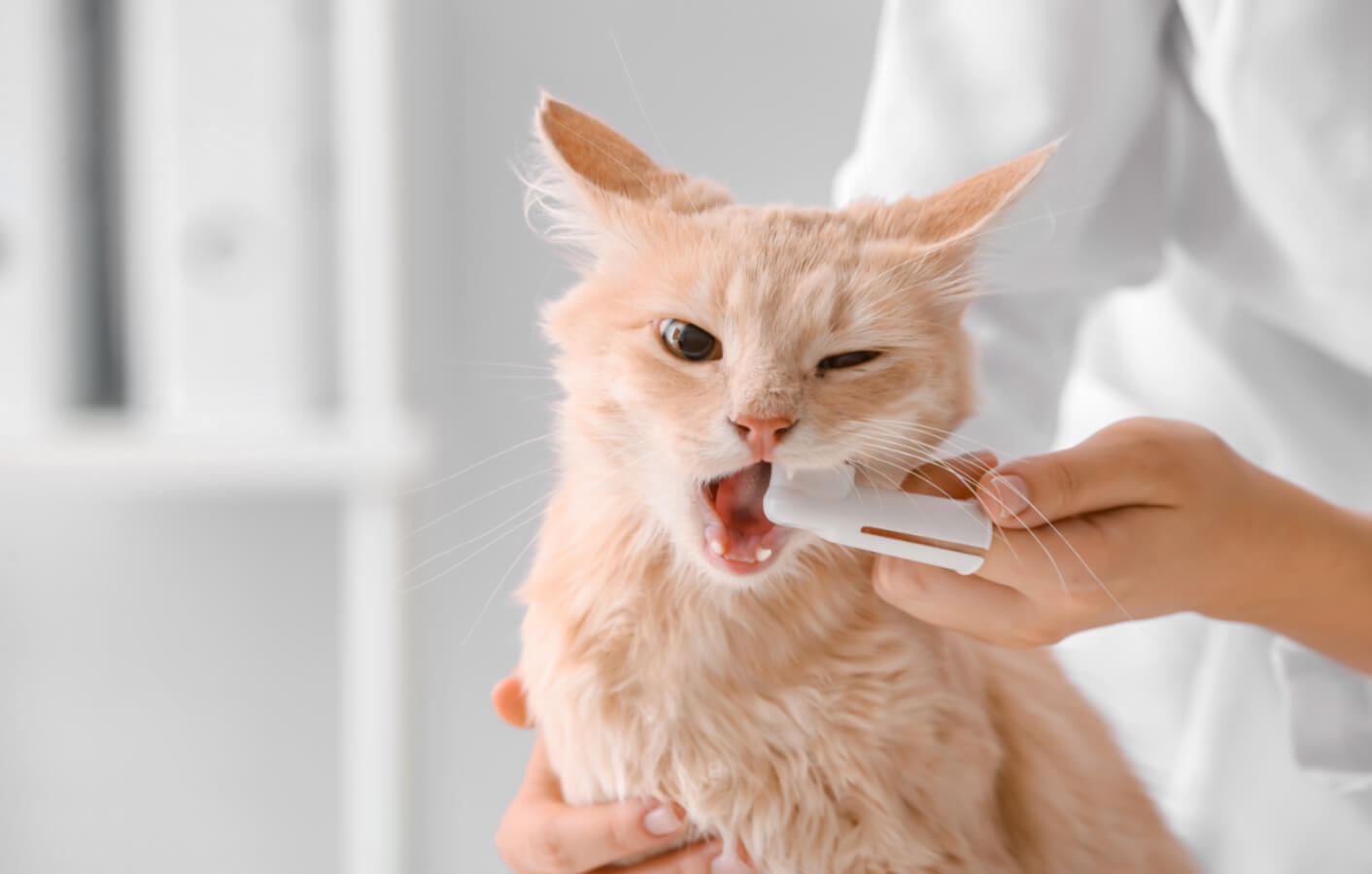 Halterin reinigt Katze die Zähne mit einer Katzenzahnbürste