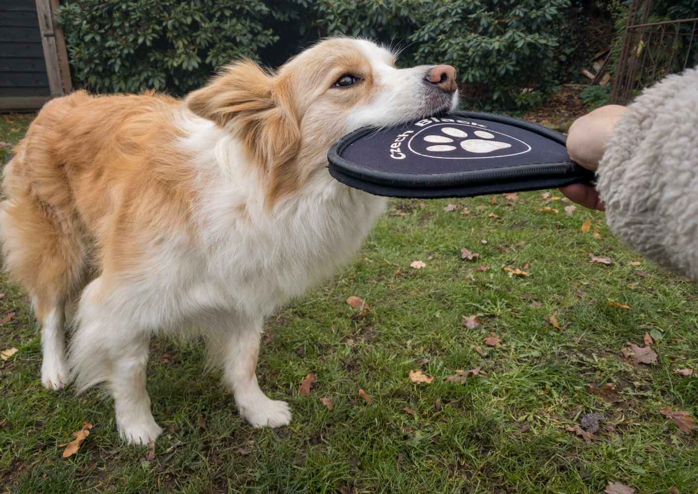 Hund nimmt Frisbee-Scheibe ins Maul