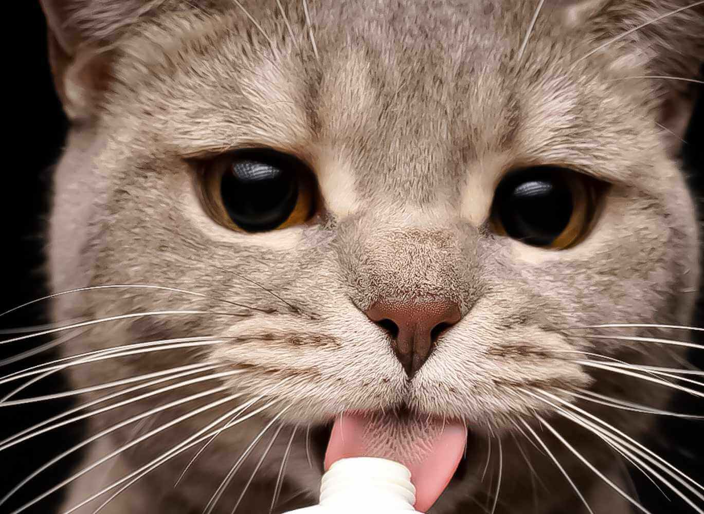 Nahaufnahme einer Katze, die an einer Schleckpaste leckt.