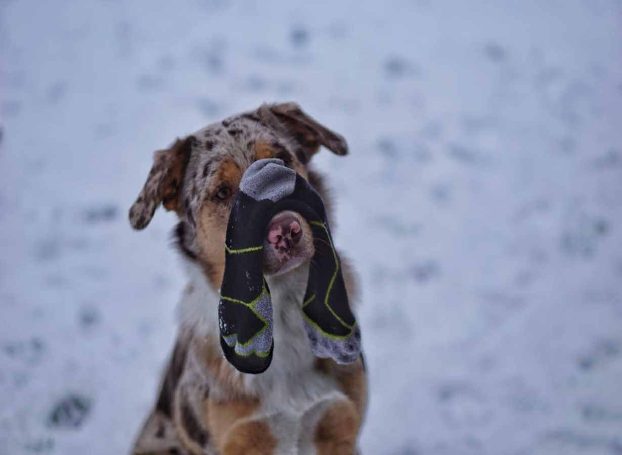 Hund mit Socke auf der Nase