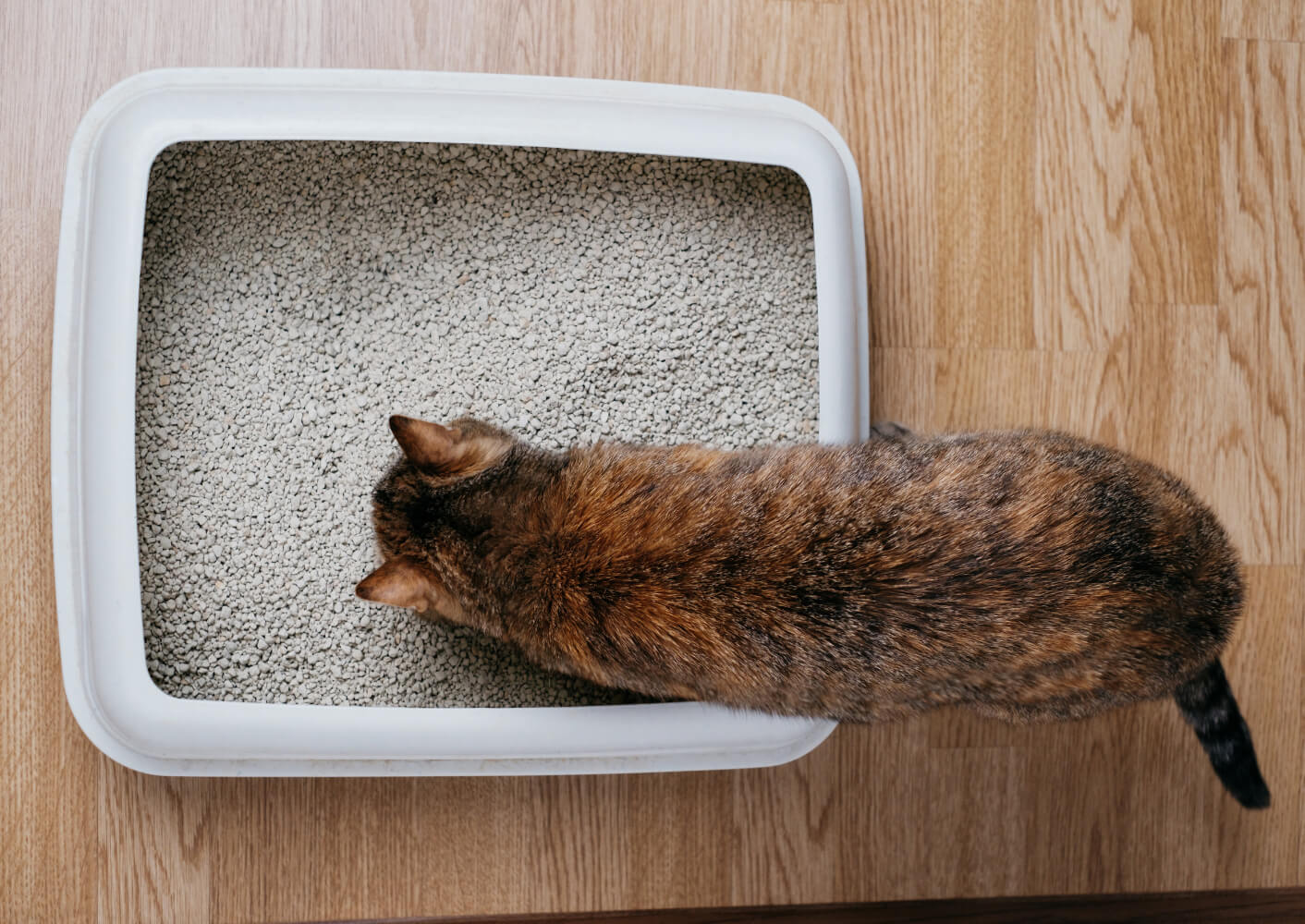 Hauskatze schnüffelt an losem Katzenstreu in einer Katzentoilette