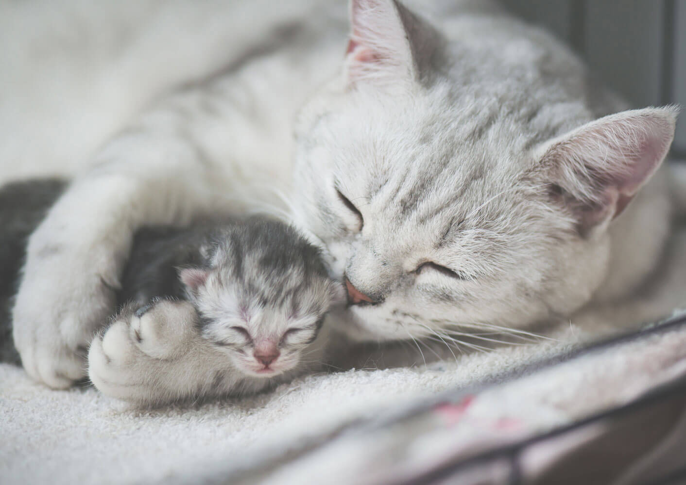 Eine Katze säubert ihr Neugeborenes