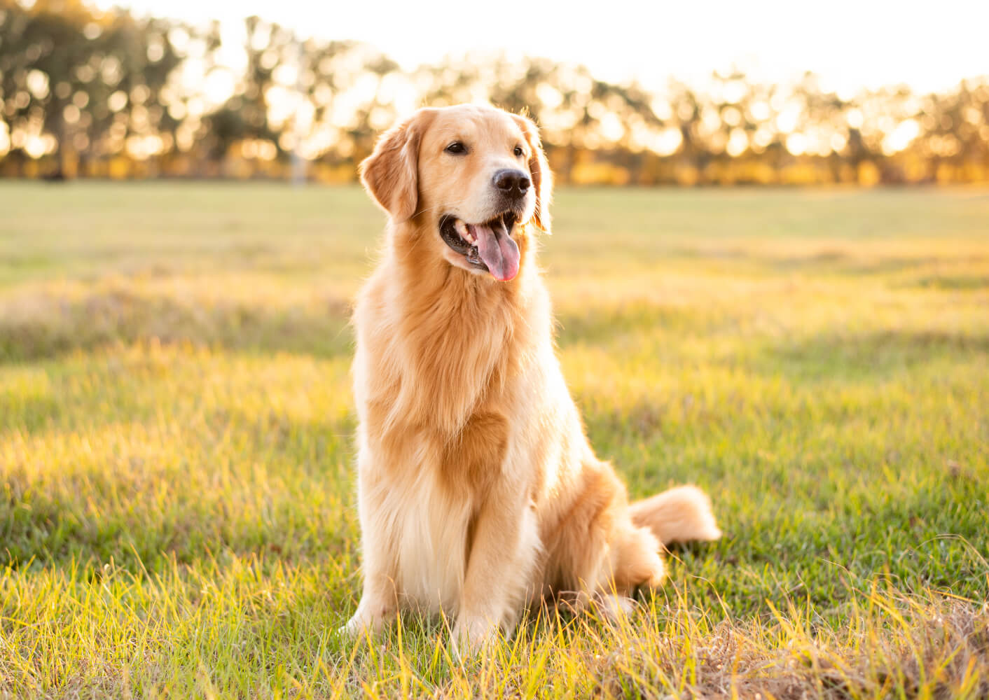 Gesundes glänzendes Fell bei Hunden sind Ausdruck eines guten Gesundheitszustandes